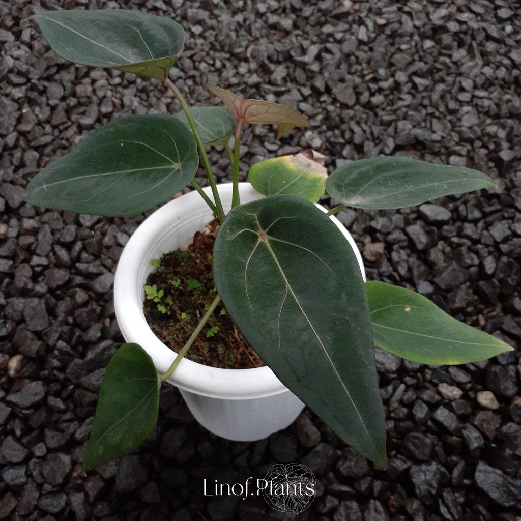 Tanaman Hias Anthurium Forgetii Dark / Kuping Gajah Buta not Papilaminum Dorayaki King of Spades