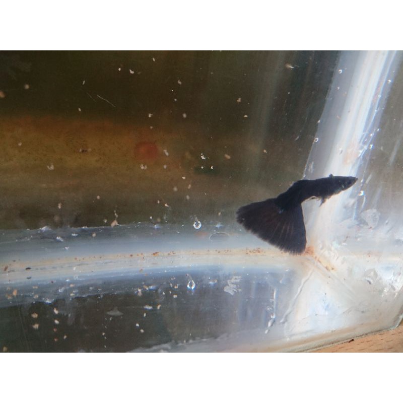 GUPPY BLACK MOSCOW sepasang