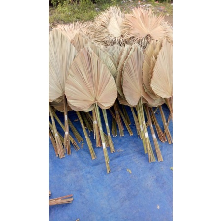 Palem Rustic/Palem kering