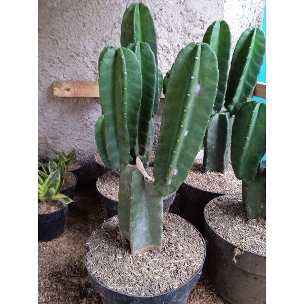 kaktus koboi mini bercabang