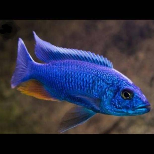 Jual The Electric Blue Fryeri Hap Sciaenochromis Malawi Cichlid