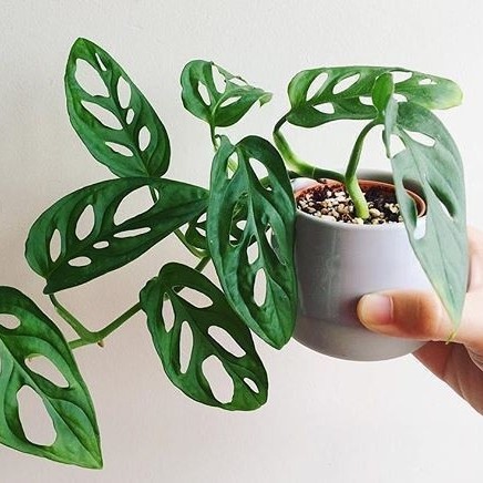 Philodendron Monstera Adansonii 'Janda Bolong' / Tanaman Hias Hidup