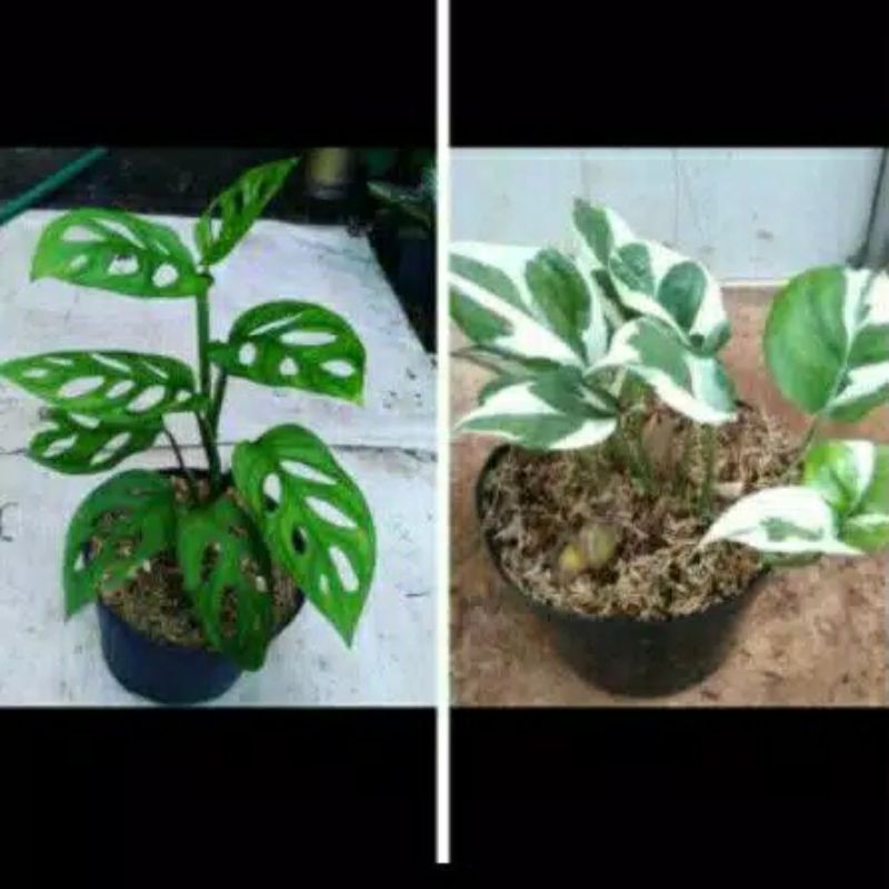 paket 2 tanaman hias murah janda bolong sirih varigata enjoy