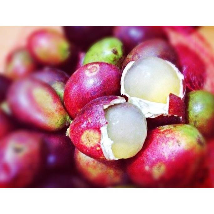 M4IL BIBIT POHON MATOA BIBIT MATOA POHON BUAH MATOA BIBIT BUAH MATOA