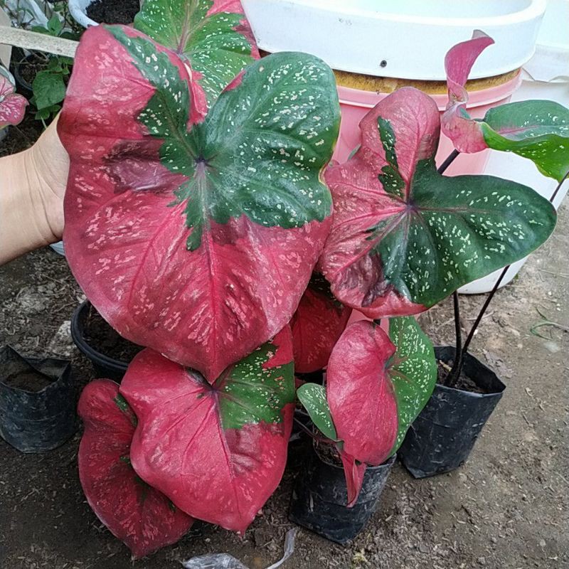 Caladium Baret merah dewasa RUMPUNAN REAL PICT keladi patah hati - keladi separoh hati