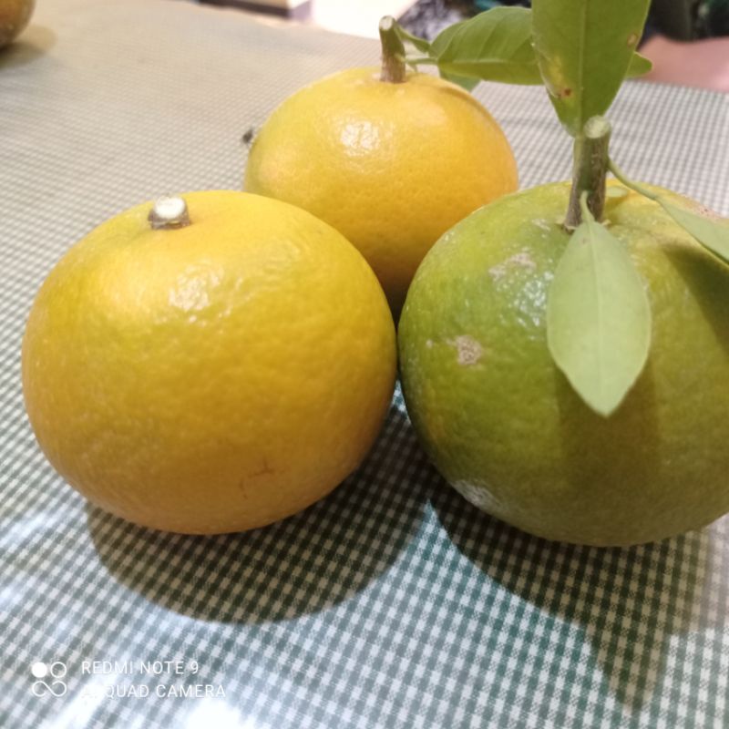 

JERUK KEPROK RGL (rimau gerga lebong) 1kg Fresh