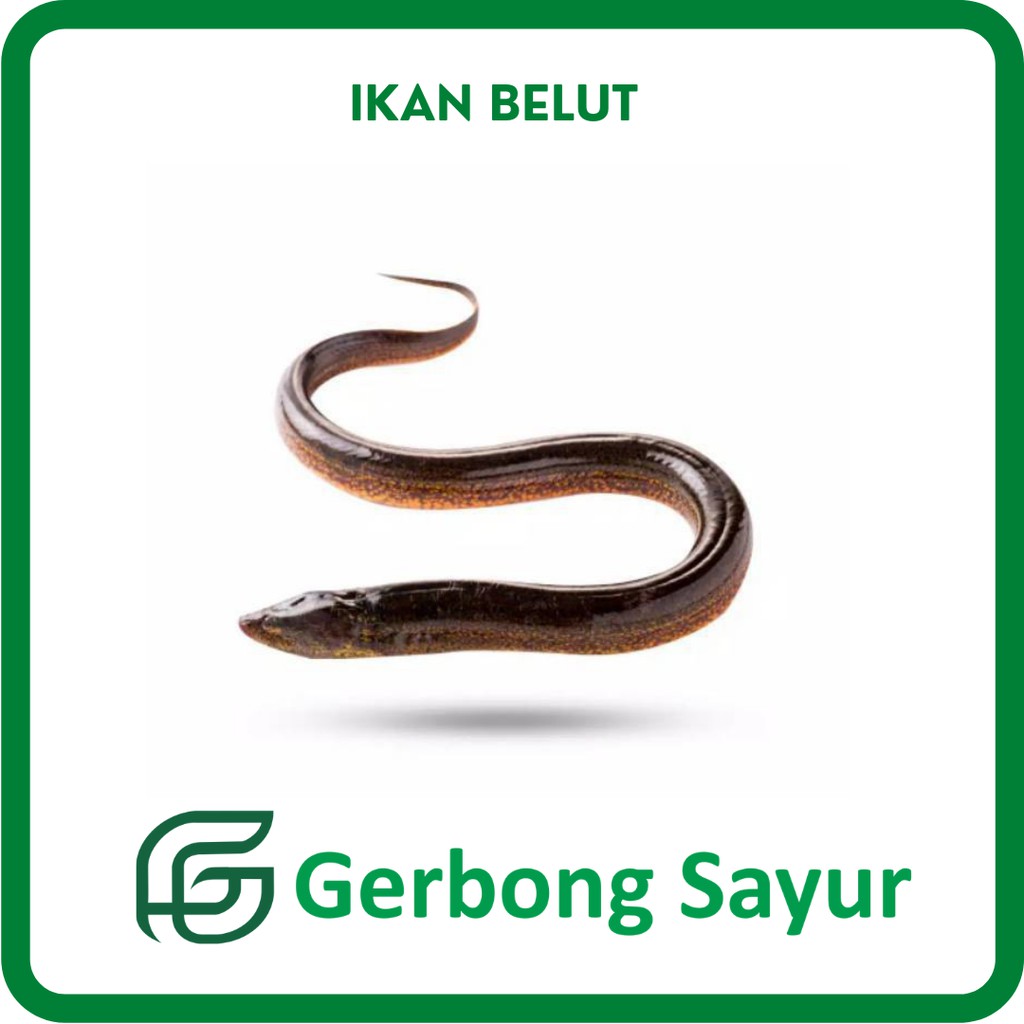 

Ikan Belut Segar - 500g