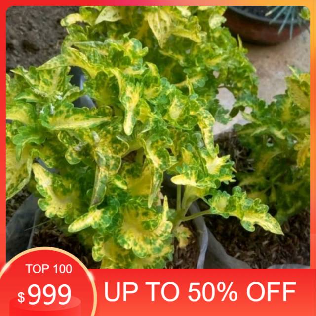 Pohon Miana kriting hijau kuning - miana - hiasan taman - pohon miana