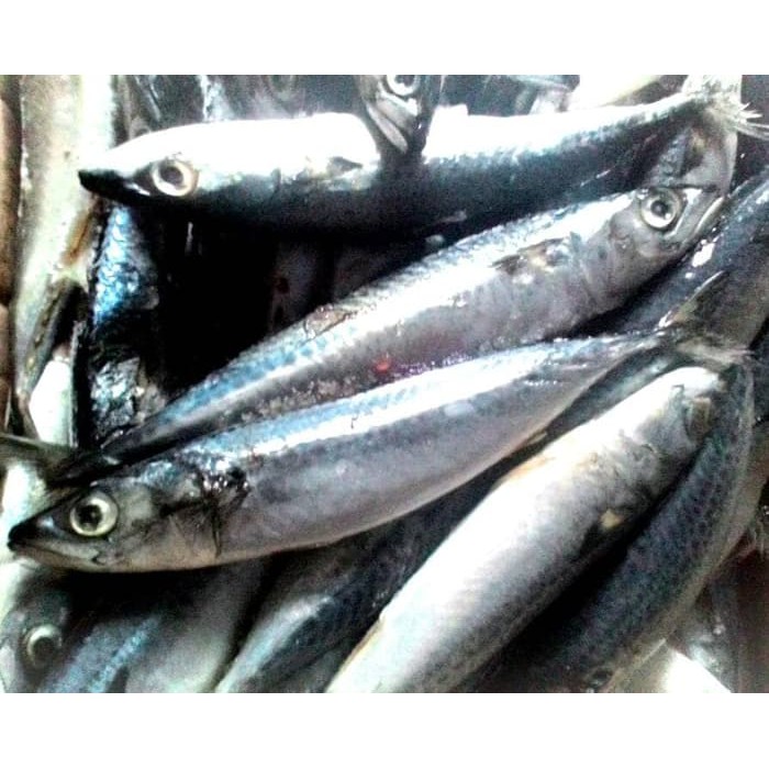 Ikan Salem Segar 1kg Shopee Indonesia