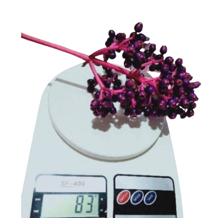 

BUAH PARIJOTO MURIA 80 GRAM MURAH