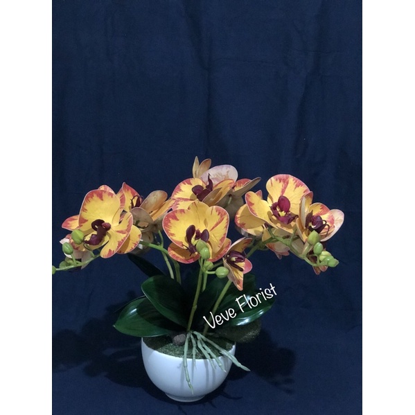 Anggrek Latek Premium Mini dengan pot keramik bulat