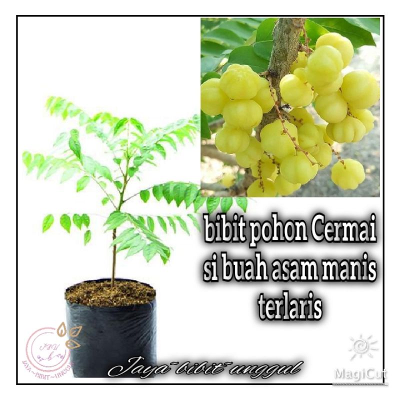 Bibit Tanaman Cermai Pohon Ceremai Bibit Buah Cermai Bibit Cermay