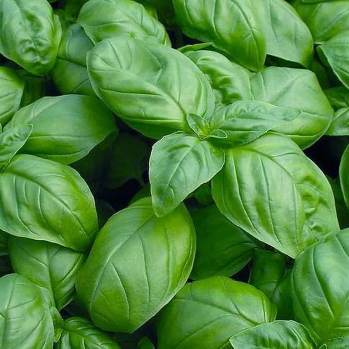 Benih Bibit Biji - Basil Sweet Genovese Ocimum basilicum Herb Seeds - IMPORT