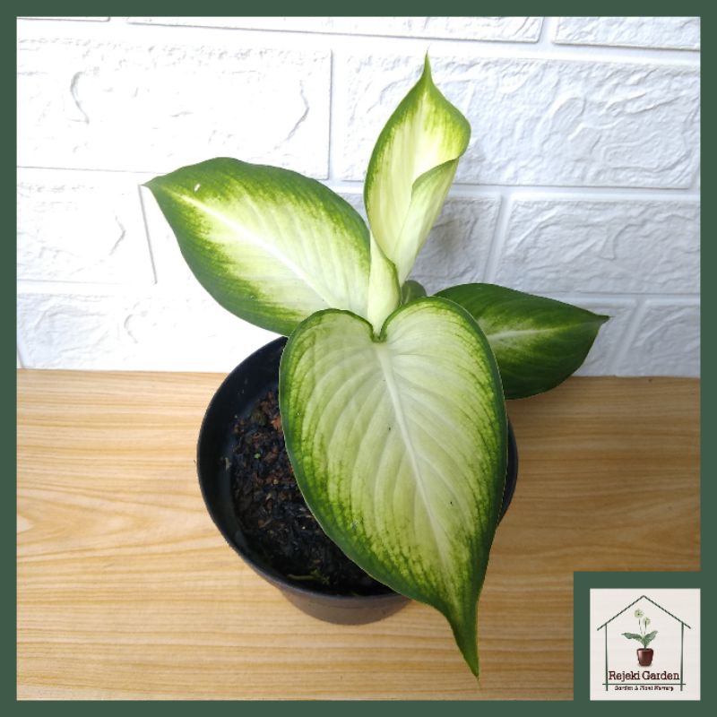 Aglonema Tissue Hijau