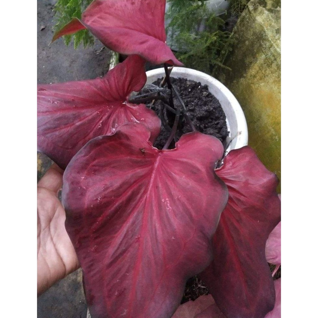 Umbi Caladium red hot - keladi hias merah Riny Importir Tanaman