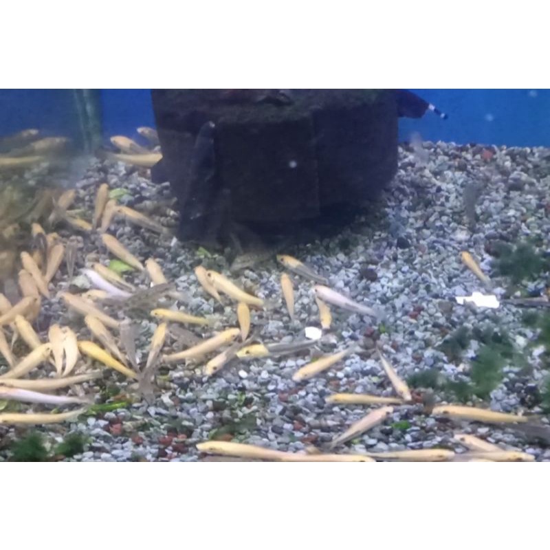 Ikan hias Algae Eater