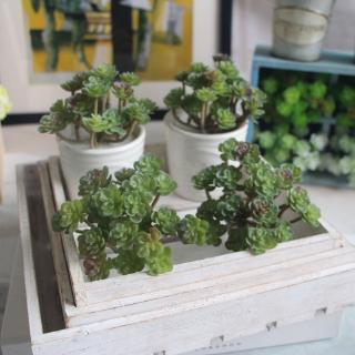 Tanaman Daun Succulent Imitasi untuk Dekorasi Taman Rumah Tanaman Daun Succulent Imitasi untuk Dekorasi Taman Rumah