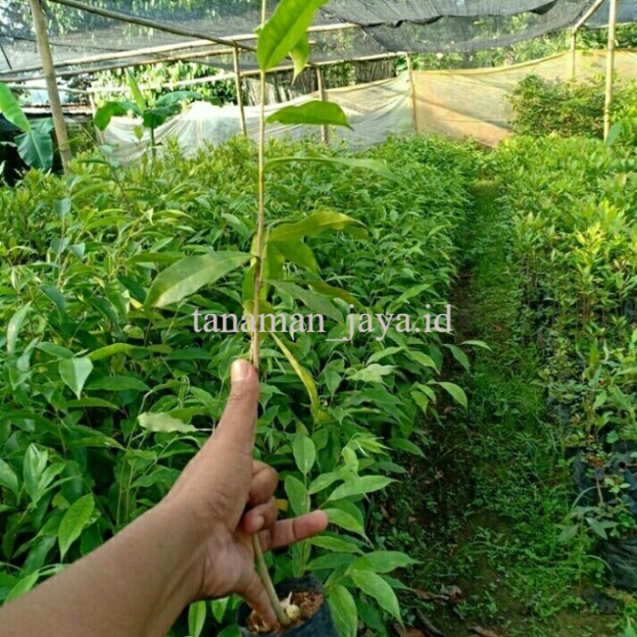 paket 5 bibit tanaman pohon gaharu unggul asli