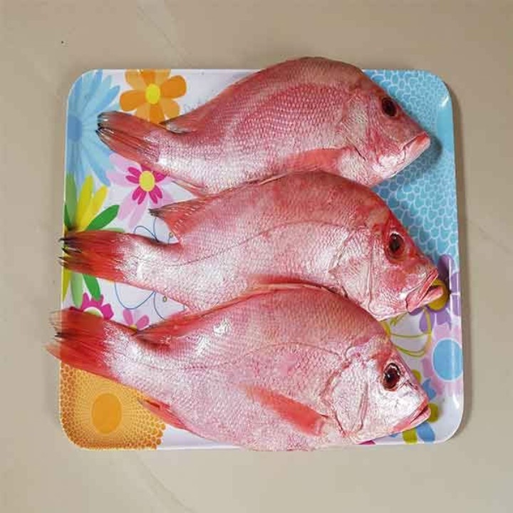 

Ikan Kakap Merah fresh 1000 gram | 1 kg