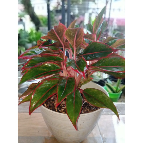 siam aurora aglaonema / red lipstik aglaonema