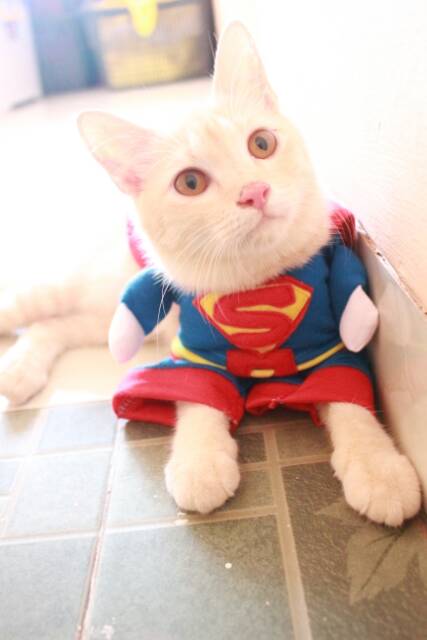 Kostum superman untuk kucing lucu banget / baju kucing size S M L XL