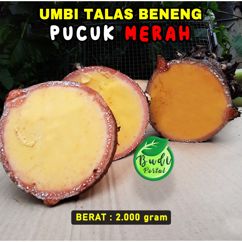 

Umbi Talas Beneng Pucuk Merah 2kg