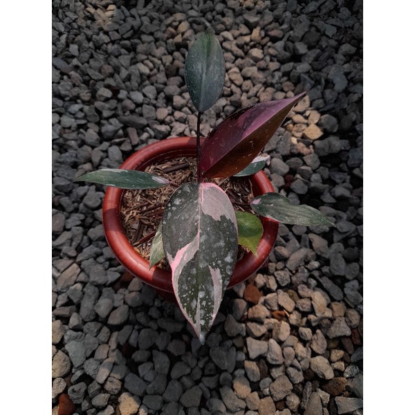 Philodendron pink princess marble
