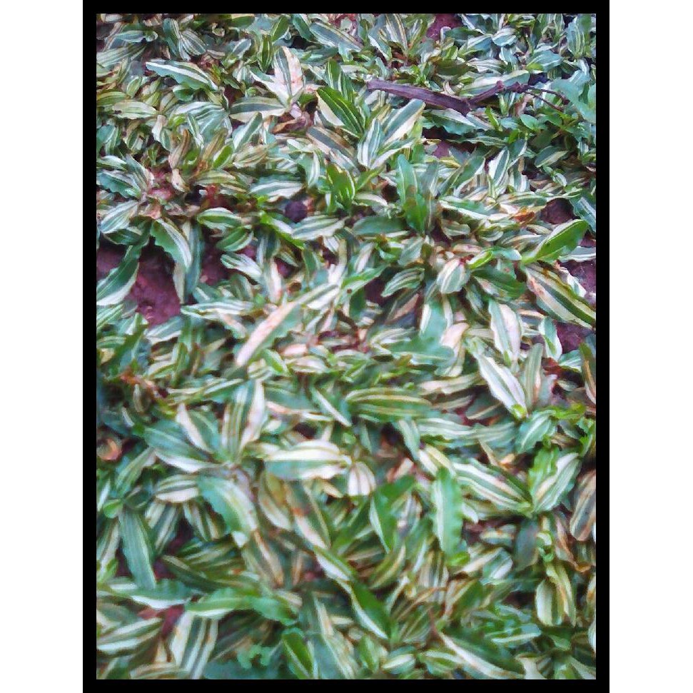 Diskon Jual Rumput Gajah Mini Varigata Rumput Putih Shopee Indonesia