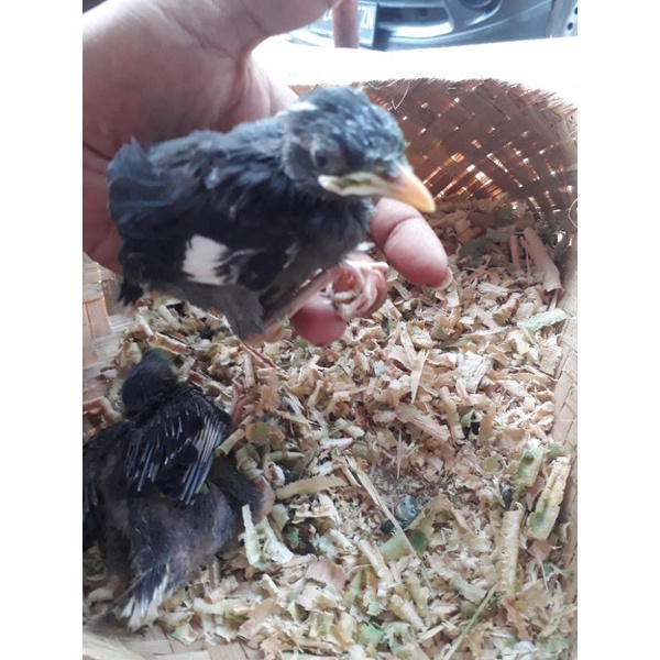 jalak kebo anakan lolohan