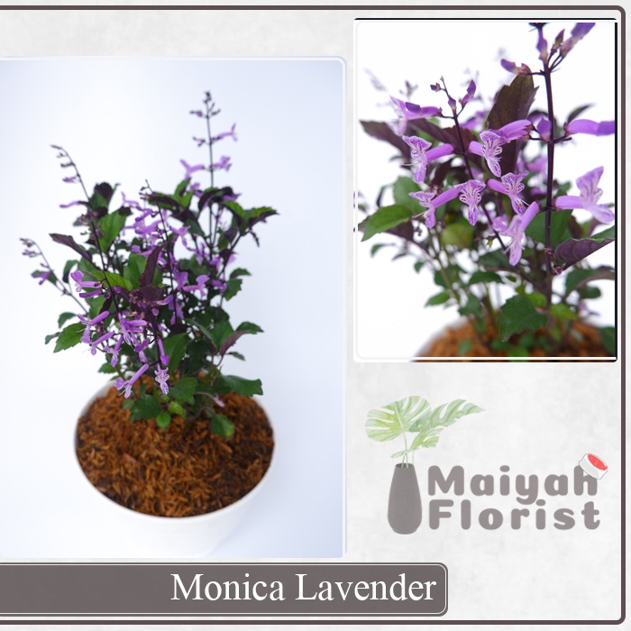 Monica / Mona Lavender - Tanaman Hias