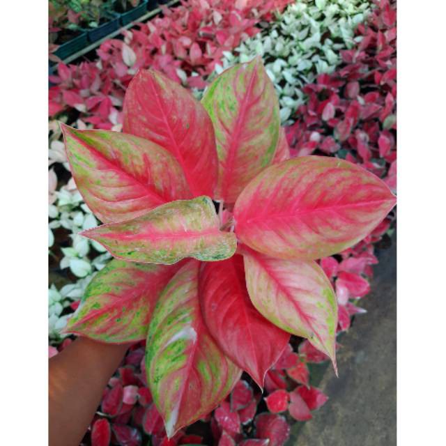Aglaonema Red Exotic