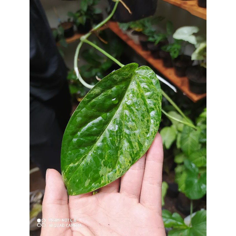 amydrium medium compacta varigata / amydrium medium galaxi variegata