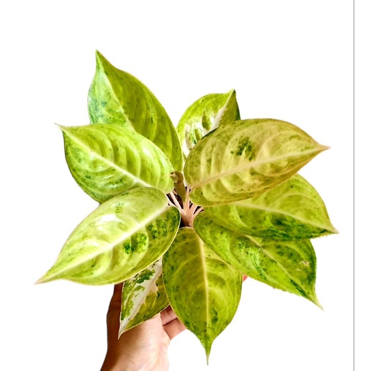 Aglonema Claudia ( Tanaman Hias Aglonema Claudia Termurah ) BISA COD ✅