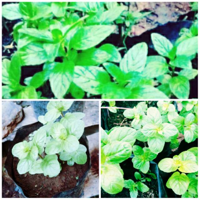 

Pohon Daun Mint