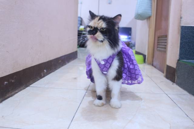 Dress satin renda ungu lucu untuk kucing dan anjing / baju kucing murah size S-XL