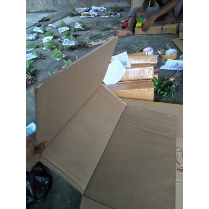 

Tambahan packing kardus tebal untuk tanaman hias biar aman
