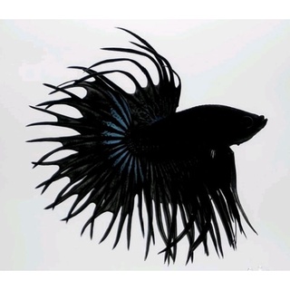 Image of Serit crowntail black orchit jumbo pri wanita