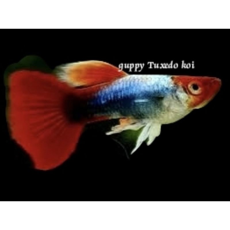 GUPPY TUXEDO KOI