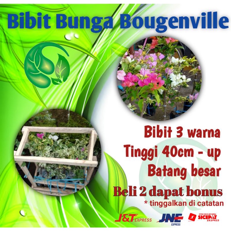 bibit bunga bougenville 3 warna