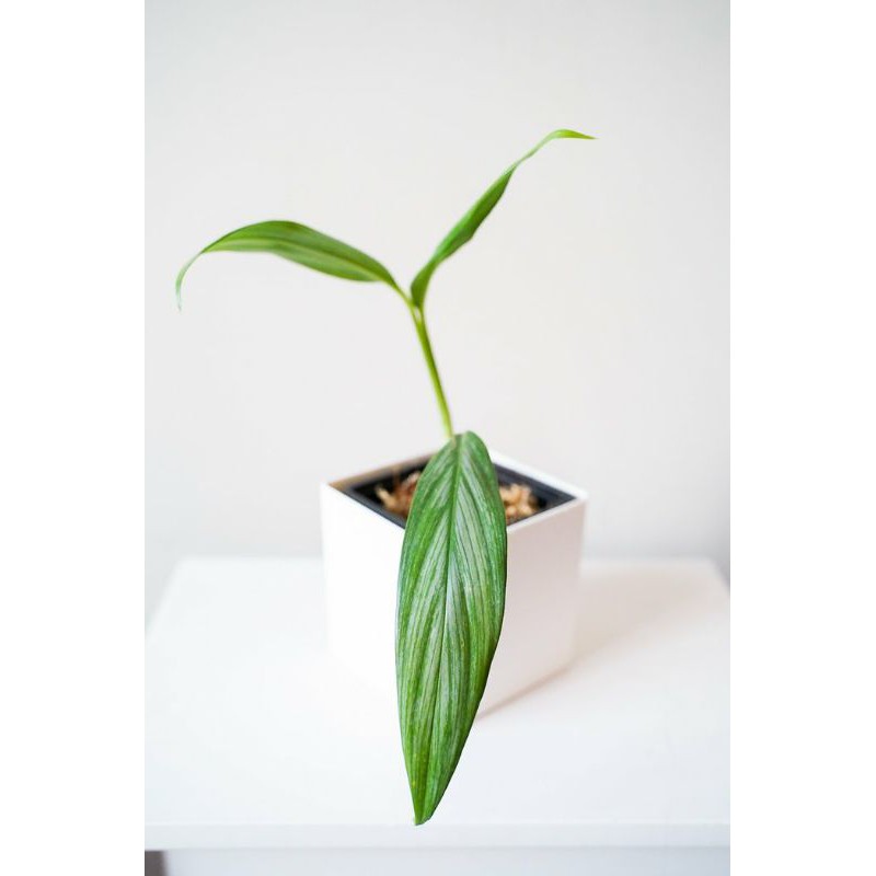 tanaman hias epipremnum amplissimum silver.