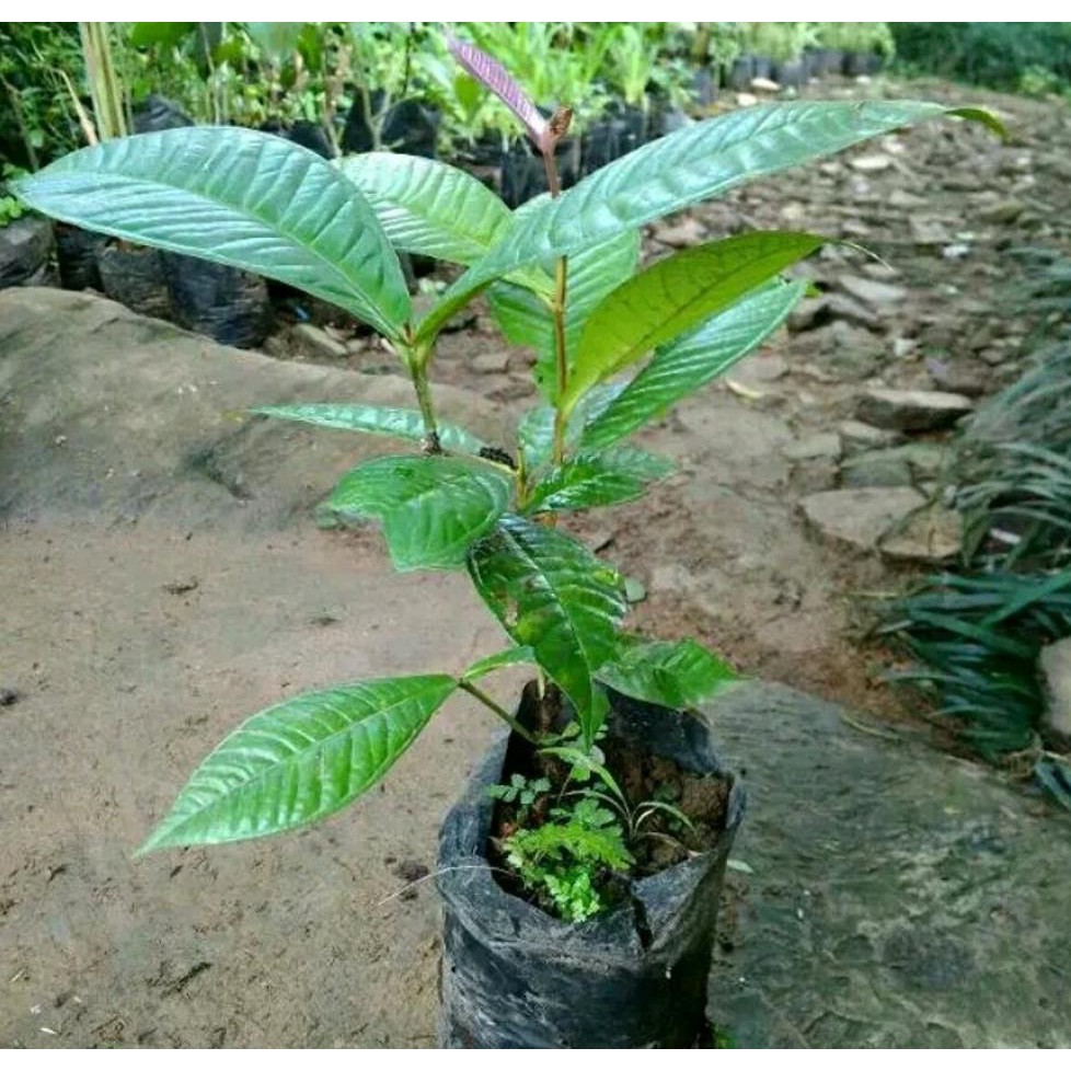 Terlaris! Bibit Tanaman Buah Kupa-Pohon Kupa-Gowok-Langka Berkhasiat Untuk Obat Herbal Kw+