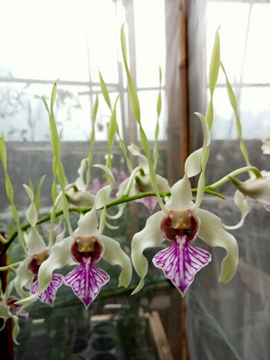 Batik Original M, L, Xl, Xxl Hem Kemeja Batik Pria Lengan Pendek Best Seller Jumbo