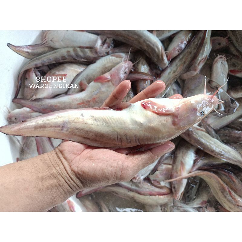 ikan Sembilang bule Sembilang karang Segar 1kg