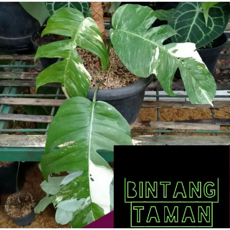 Tanaman hias Bibit monstera epipremnum varigata-epipremnum varigata