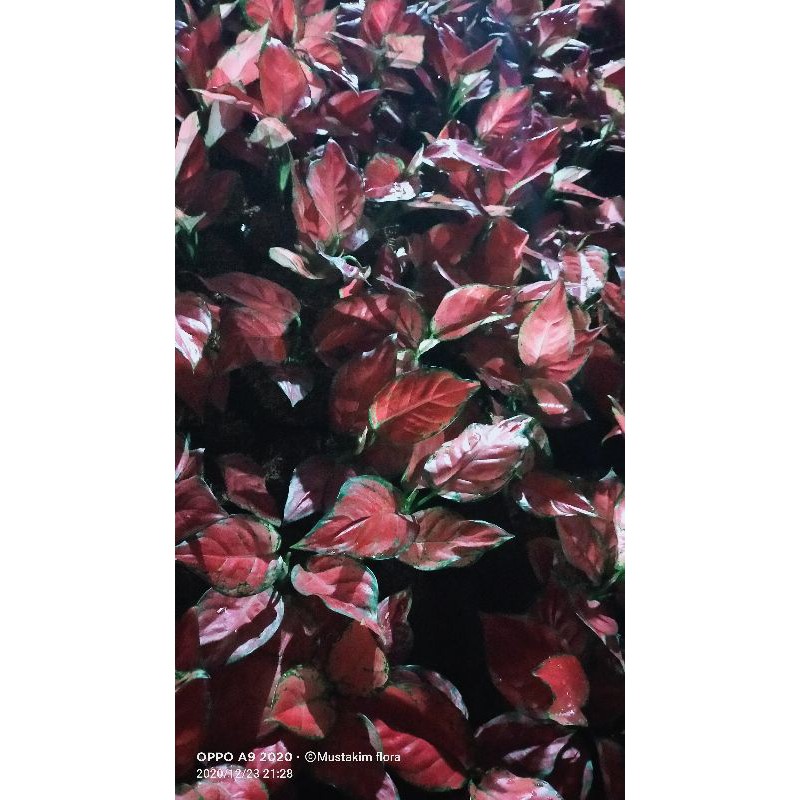 aglaonema red anjamani