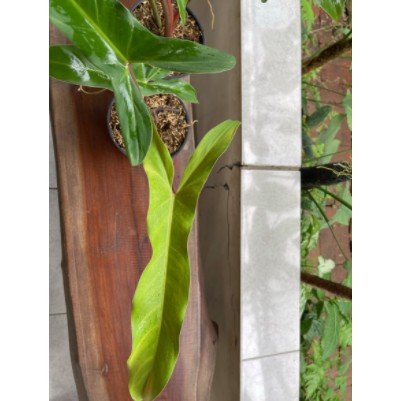 Philodendron Mexicanum