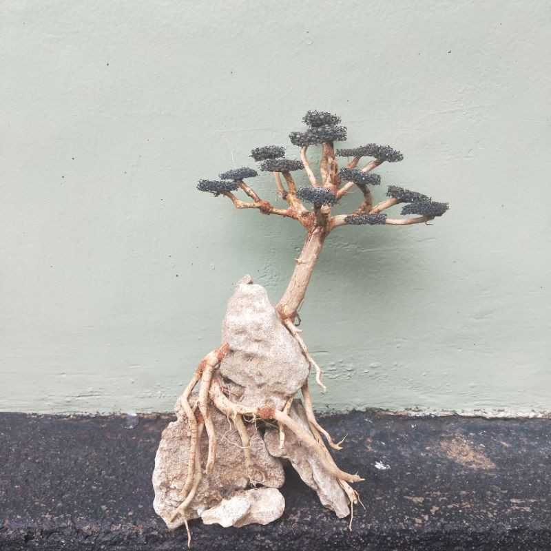 bonsai aquascape senggani x batu pasir