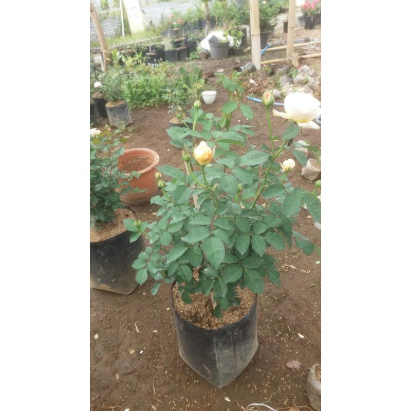 indukan mawar juliet