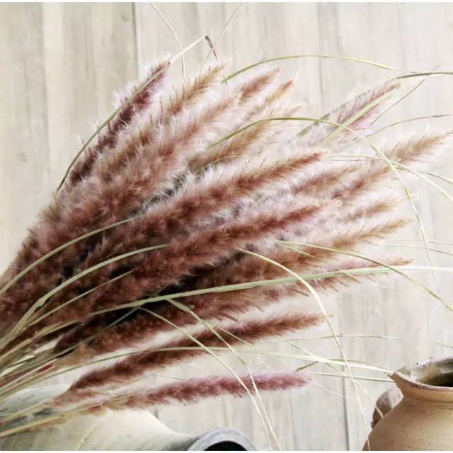[ ECER ] mini pampas natural import / dried flower / bunga kering / pampas grass