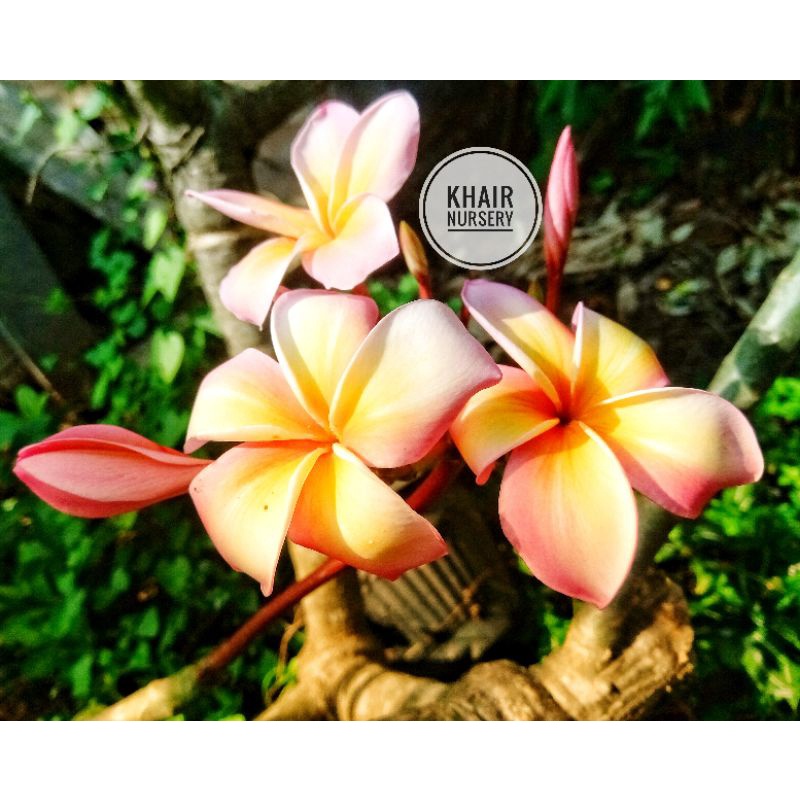 cutting stek plumeria ungu